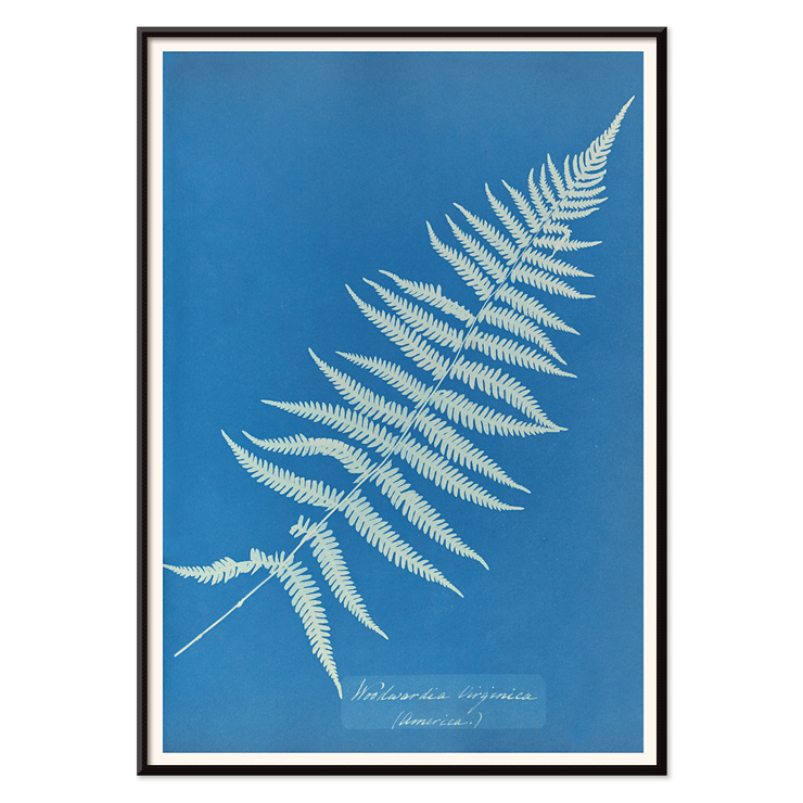 Botanical cyanotype artwork Woodwardia virginica by Anna Atkins Poster of Woodwardia virginica by Anna Atkins displaying a cyanotype of a fern leaf against a blue background.