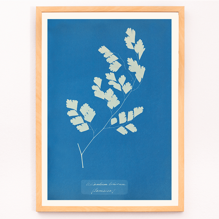 Botanical Cyanotype of Fern by Anna Atkins Adiantum Tenerum Poster of a cyanotype fern print titled Adiantum tenerum by Anna Atkins with white foliage on a blue background