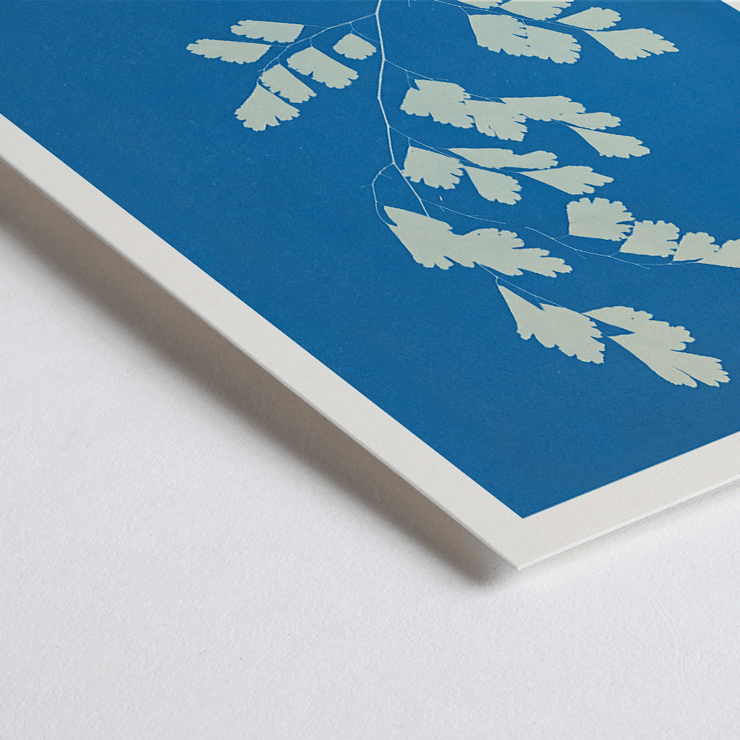 Botanical Cyanotype of Fern by Anna Atkins Adiantum Tenerum Poster of a cyanotype fern print titled Adiantum tenerum by Anna Atkins with white foliage on a blue background