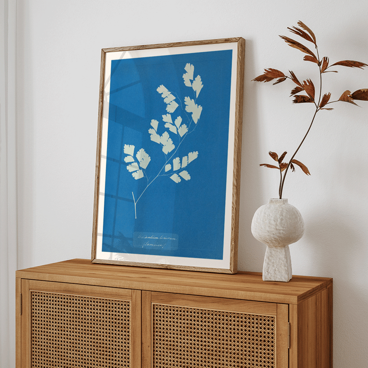 Botanical Cyanotype of Fern by Anna Atkins Adiantum Tenerum Poster of a cyanotype fern print titled Adiantum tenerum by Anna Atkins with white foliage on a blue background