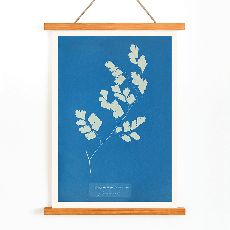 Botanical Cyanotype of Fern by Anna Atkins Adiantum Tenerum Poster of a cyanotype fern print titled Adiantum tenerum by Anna Atkins with white foliage on a blue background