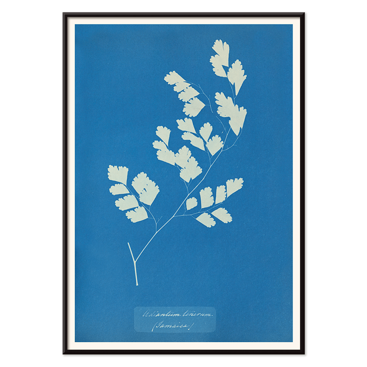 Botanical Cyanotype of Fern by Anna Atkins Adiantum Tenerum Poster of a cyanotype fern print titled Adiantum tenerum by Anna Atkins with white foliage on a blue background
