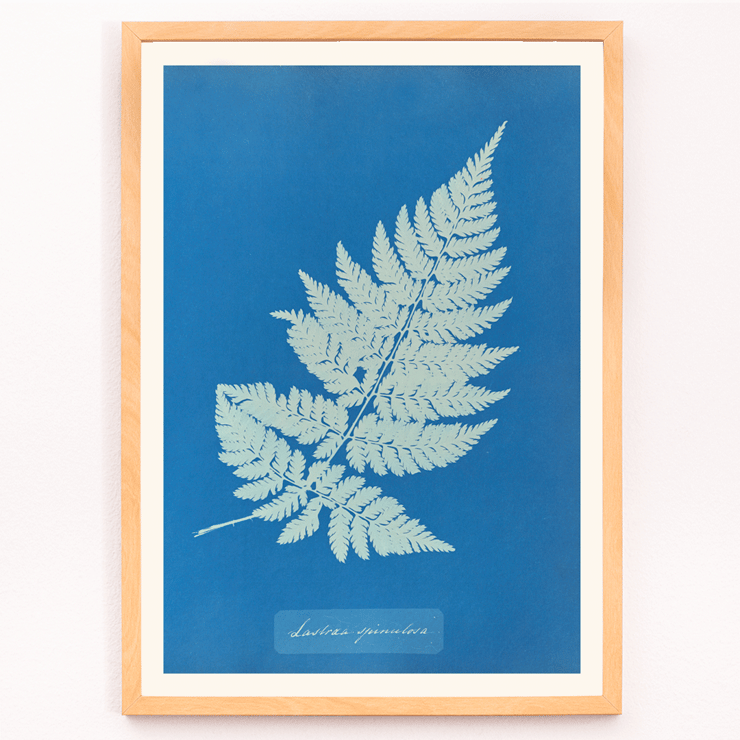 Botanical cyanotype artwork of a fern by Anna Atkins titled Lastrea Spinulosa A framed poster of a botanical illustration titled Lastrea Spinulosa by Anna Atkins showing a detailed fern leaf on a deep blue background.