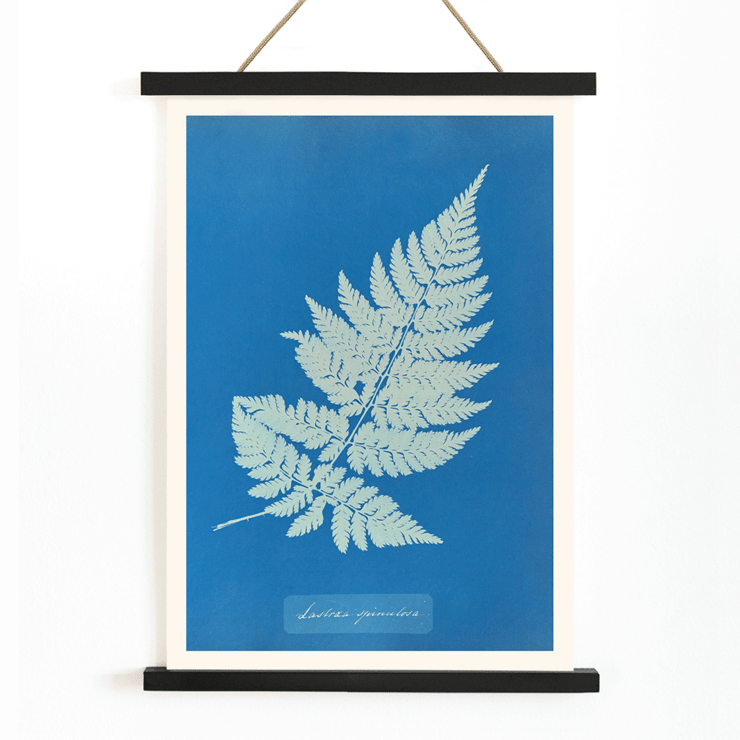 Botanical cyanotype artwork of a fern by Anna Atkins titled Lastrea Spinulosa A framed poster of a botanical illustration titled Lastrea Spinulosa by Anna Atkins showing a detailed fern leaf on a deep blue background.