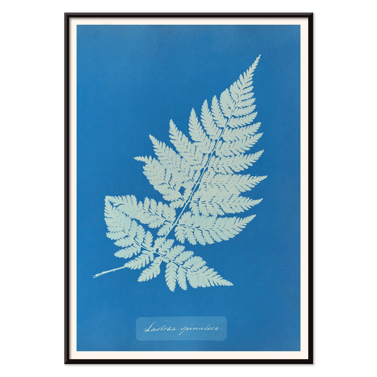 Botanical cyanotype artwork of a fern by Anna Atkins titled Lastrea Spinulosa A framed poster of a botanical illustration titled Lastrea Spinulosa by Anna Atkins showing a detailed fern leaf on a deep blue background.