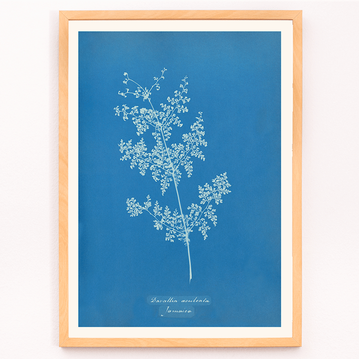 Davallia aeuleata cyanotype artwork by Anna Atkins featuring botanical fern print Poster featuring a cyanotype artwork titled Davallia aeuleata by Anna Atkins showcasing a delicate fern on a blue background.