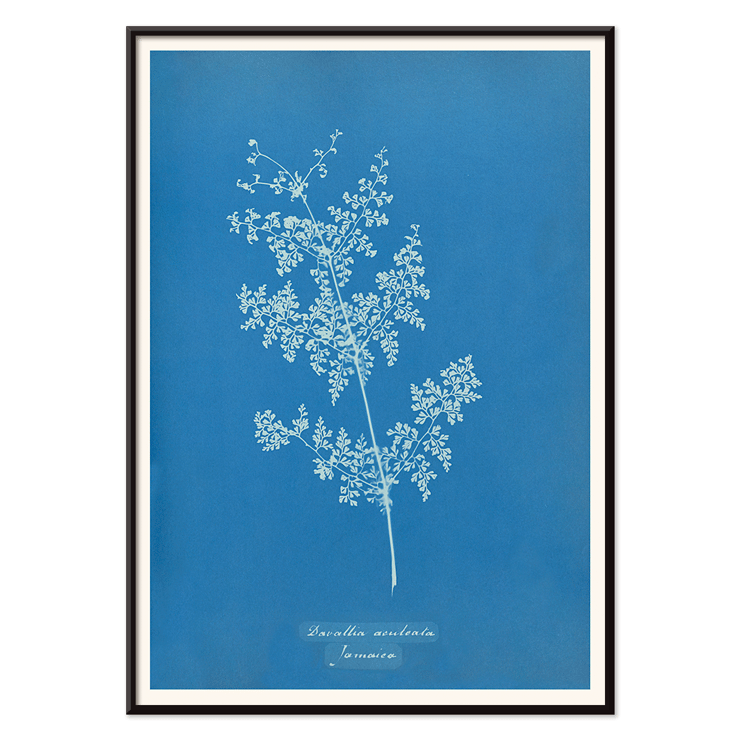 Davallia aeuleata cyanotype artwork by Anna Atkins featuring botanical fern print Poster featuring a cyanotype artwork titled Davallia aeuleata by Anna Atkins showcasing a delicate fern on a blue background.