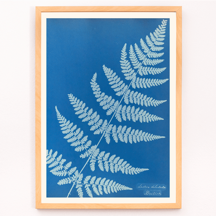 Cyanotype fern artwork Lastrea dilatato by Anna Atkins Poster featuring Lastrea dilatato Cianotipia artwork by Anna Atkins displaying a fern leaf against a blue background