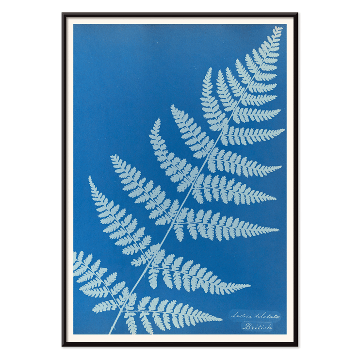 Cyanotype fern artwork Lastrea dilatato by Anna Atkins Poster featuring Lastrea dilatato Cianotipia artwork by Anna Atkins displaying a fern leaf against a blue background