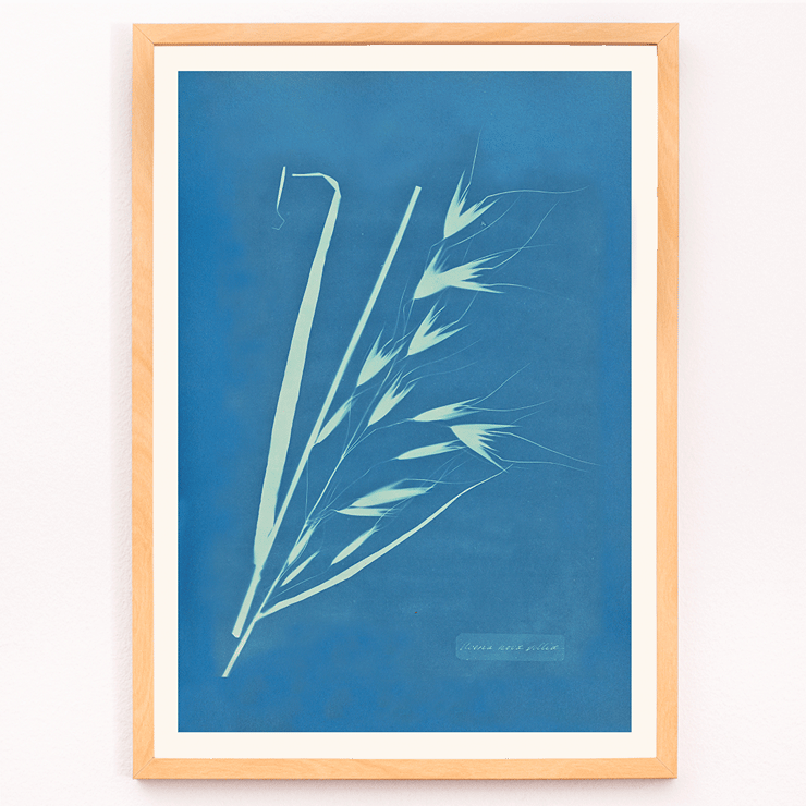 Cyanotype of grass-like plant Uvena Novae Villiae by Anna Atkins Poster of Uvena Novae Villiae artwork by Anna Atkins featuring a cyanotype of a plant on a blue background
