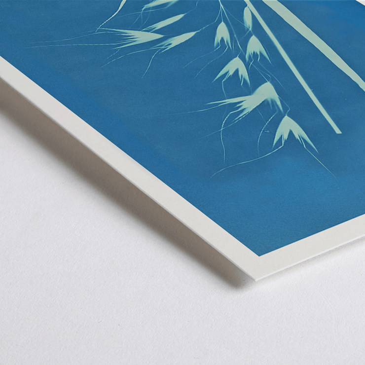 Cyanotype of grass-like plant Uvena Novae Villiae by Anna Atkins Poster of Uvena Novae Villiae artwork by Anna Atkins featuring a cyanotype of a plant on a blue background