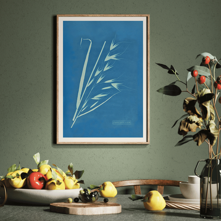 Cyanotype of grass-like plant Uvena Novae Villiae by Anna Atkins Poster of Uvena Novae Villiae artwork by Anna Atkins featuring a cyanotype of a plant on a blue background
