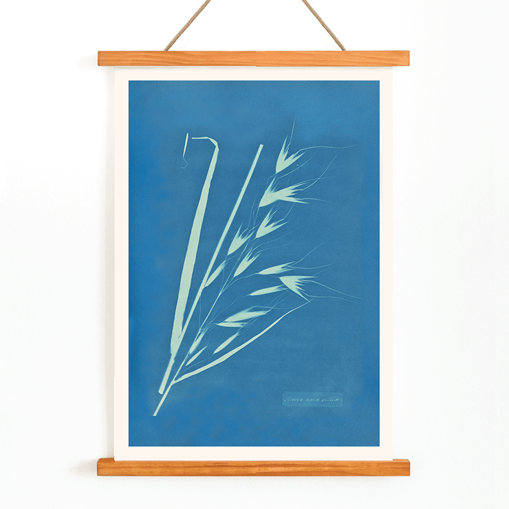 Cyanotype of grass-like plant Uvena Novae Villiae by Anna Atkins Poster of Uvena Novae Villiae artwork by Anna Atkins featuring a cyanotype of a plant on a blue background