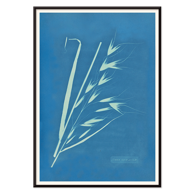 Cyanotype of grass-like plant Uvena Novae Villiae by Anna Atkins Poster of Uvena Novae Villiae artwork by Anna Atkins featuring a cyanotype of a plant on a blue background