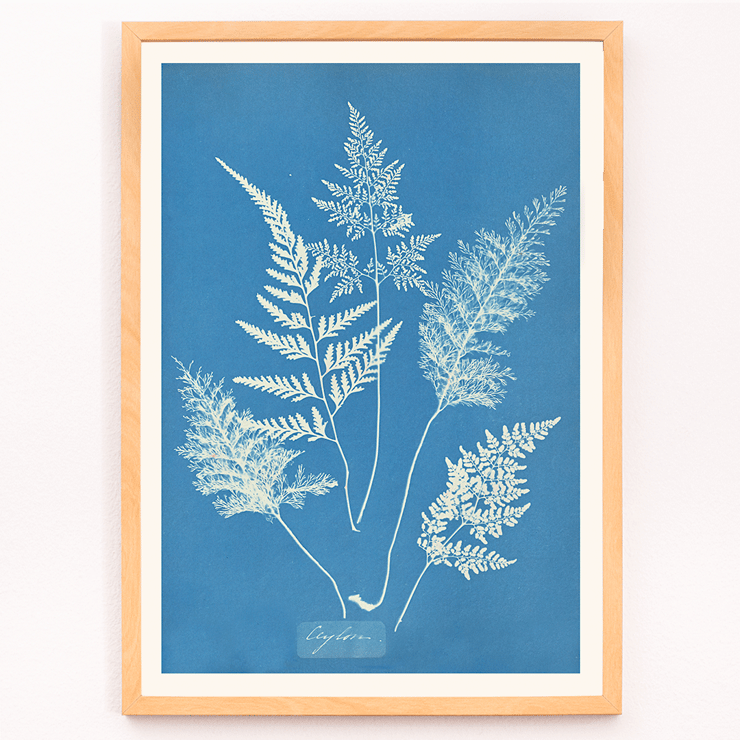 Botanical cyanotype art by Anna Atkins titled Ceylon A botanical print poster titled Ceylon by Cianotipia Anna Atkins featuring delicate white fern leaves against a blue background.