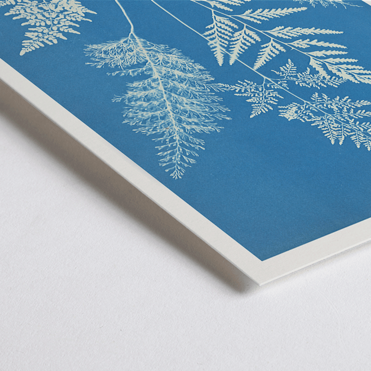 Botanical cyanotype art by Anna Atkins titled Ceylon A botanical print poster titled Ceylon by Cianotipia Anna Atkins featuring delicate white fern leaves against a blue background.