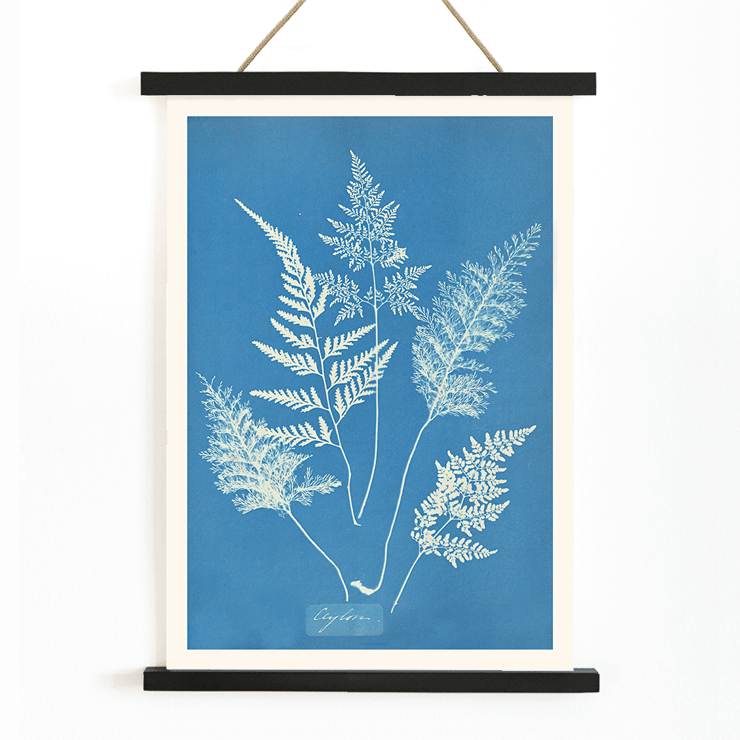 Botanical cyanotype art by Anna Atkins titled Ceylon A botanical print poster titled Ceylon by Cianotipia Anna Atkins featuring delicate white fern leaves against a blue background.