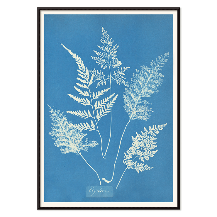 Botanical cyanotype art by Anna Atkins titled Ceylon A botanical print poster titled Ceylon by Cianotipia Anna Atkins featuring delicate white fern leaves against a blue background.