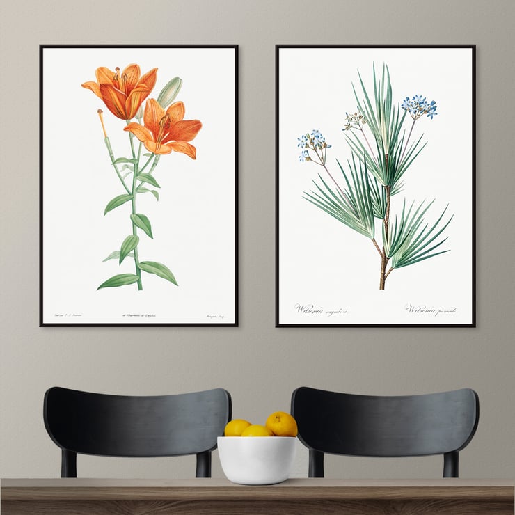 Orange bulbous lily Orange bulbous lily