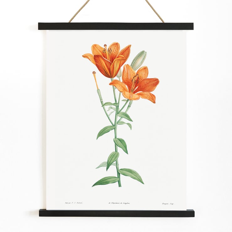 Orange bulbous lily Orange bulbous lily