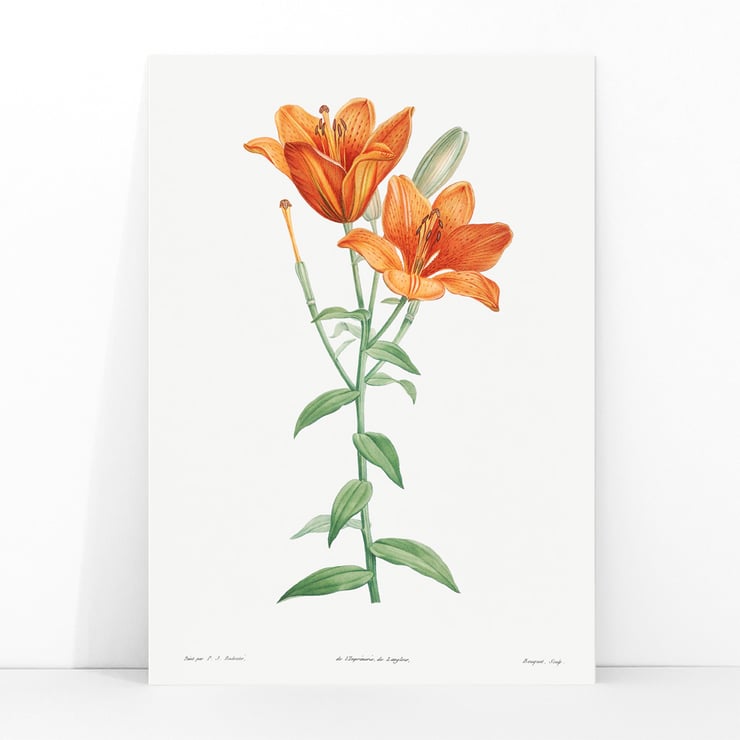 Orange bulbous lily Orange bulbous lily