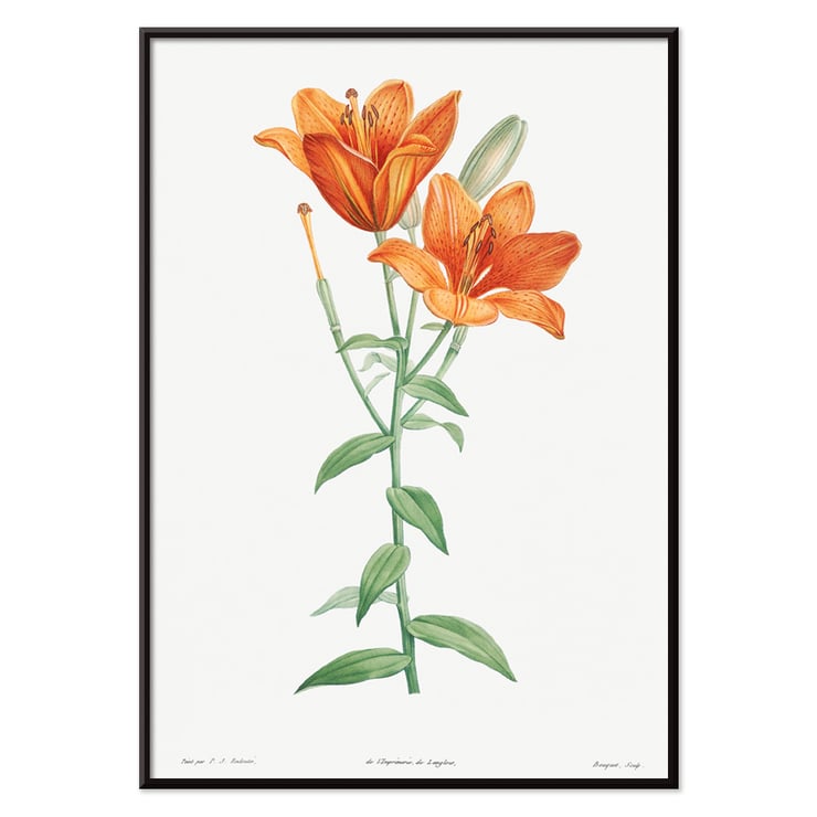 Orange bulbous lily Orange bulbous lily
