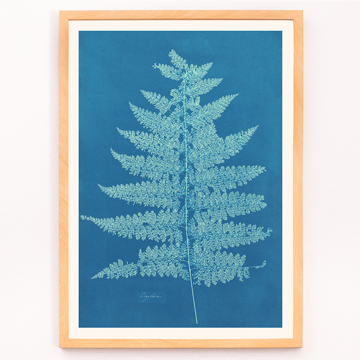 Fern Cianotipia by Anna Atkins botanical cyanotype artwork. Poster showing Fern Cianotipia artwork by Anna Atkins featuring a detailed cyanotype image of a fern against a blue background.