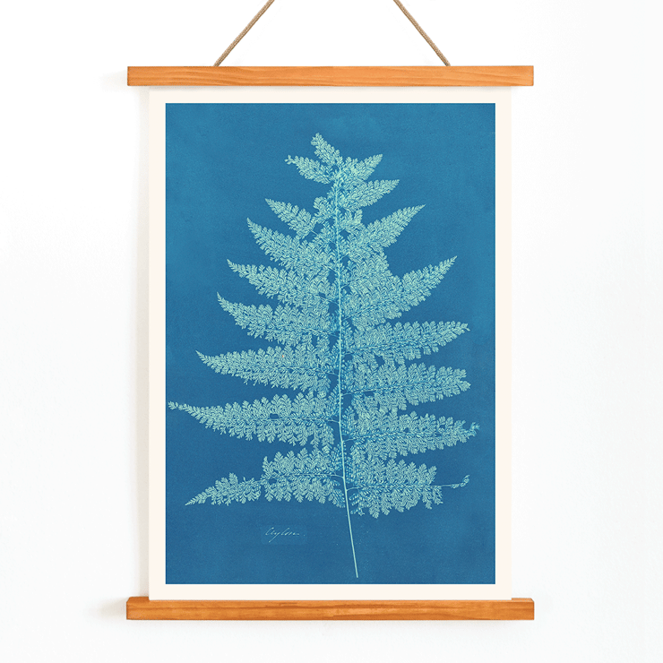 Fern Cianotipia by Anna Atkins botanical cyanotype artwork. Poster showing Fern Cianotipia artwork by Anna Atkins featuring a detailed cyanotype image of a fern against a blue background.