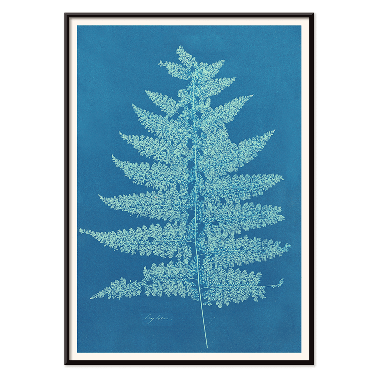 Fern Cianotipia by Anna Atkins botanical cyanotype artwork. Poster showing Fern Cianotipia artwork by Anna Atkins featuring a detailed cyanotype image of a fern against a blue background.