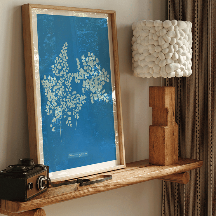 Ilustración botánica en cianotipo Adiantum assimile de Anna Atkins Póster presenta la obra de arte Adiantum assimile de Anna Atkins que muestra delicadas hojas de helecho blanco sobre un fondo azul.