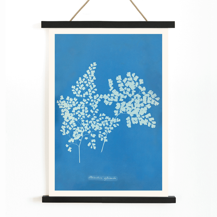Ilustración botánica en cianotipo Adiantum assimile de Anna Atkins Póster presenta la obra de arte Adiantum assimile de Anna Atkins que muestra delicadas hojas de helecho blanco sobre un fondo azul.