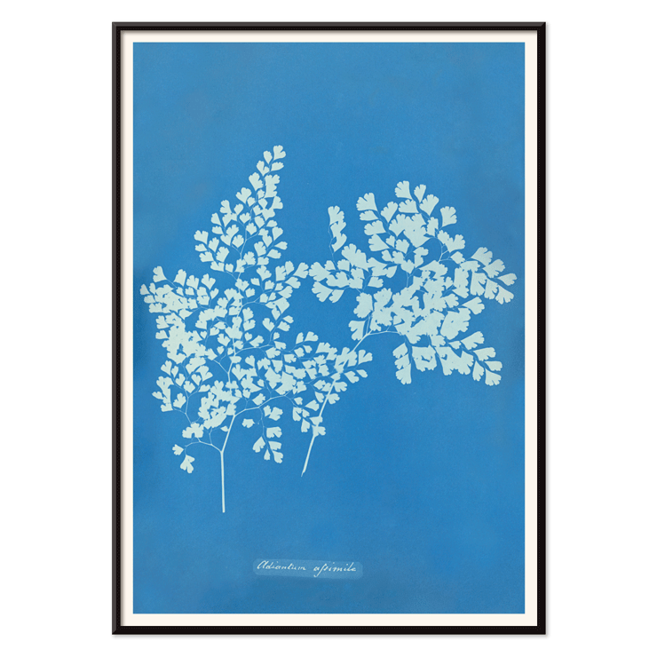 Ilustración botánica en cianotipo Adiantum assimile de Anna Atkins Póster presenta la obra de arte Adiantum assimile de Anna Atkins que muestra delicadas hojas de helecho blanco sobre un fondo azul.