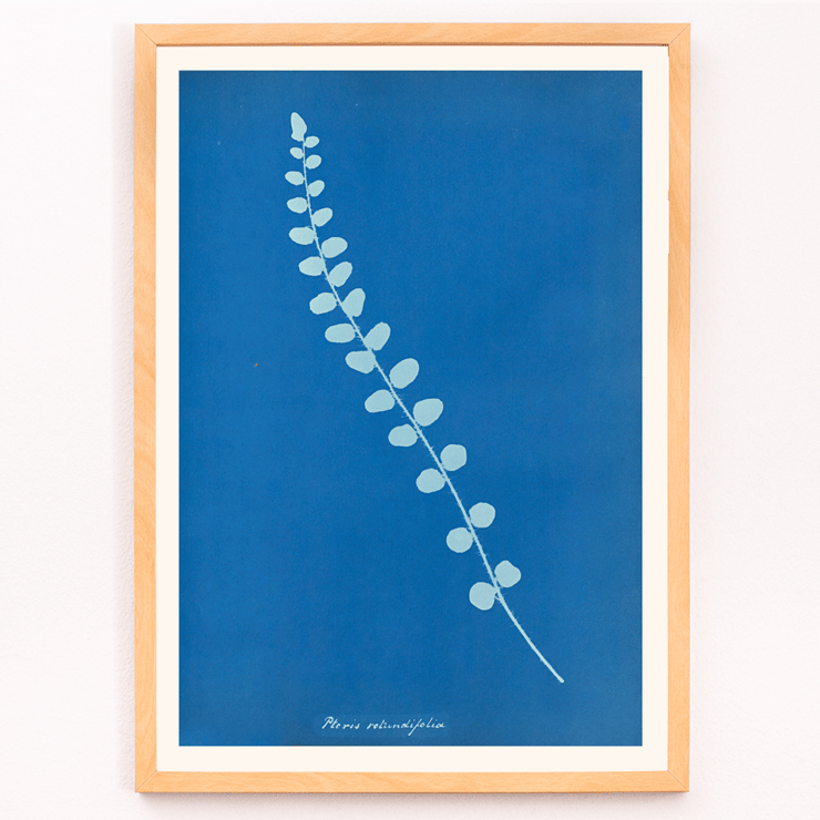 Botanical cyanotype print of Pteris rotundifolia by Anna Atkins Poster of a botanical cyanotype depicting a light blue fern leaf on a dark blue background titled Pteris rotundifolia by Anna Atkins