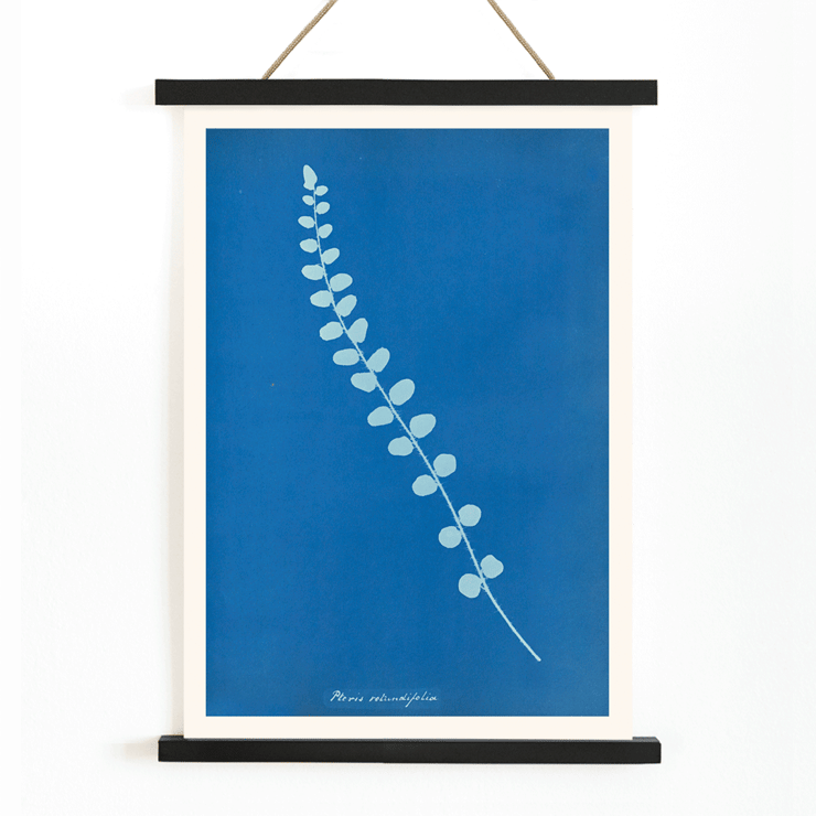 Botanical cyanotype print of Pteris rotundifolia by Anna Atkins Poster of a botanical cyanotype depicting a light blue fern leaf on a dark blue background titled Pteris rotundifolia by Anna Atkins