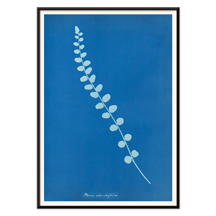 Botanical cyanotype print of Pteris rotundifolia by Anna Atkins Poster of a botanical cyanotype depicting a light blue fern leaf on a dark blue background titled Pteris rotundifolia by Anna Atkins
