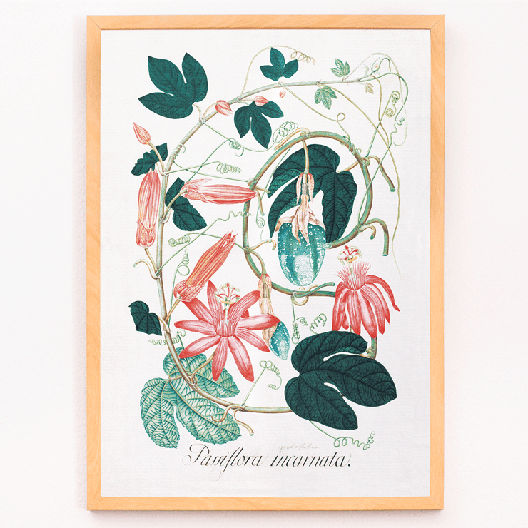 Passiflora Incarnata botanical illustration by artist showing vibrant red and pink flowers with green leaves Poster featuring detailed botanical illustration of Passiflora Incarnata with vibrant green leaves and pink flowers by an unidentified artist