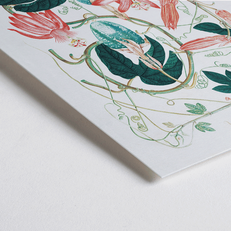 Passiflora Incarnata botanical illustration by artist showing vibrant red and pink flowers with green leaves Poster featuring detailed botanical illustration of Passiflora Incarnata with vibrant green leaves and pink flowers by an unidentified artist