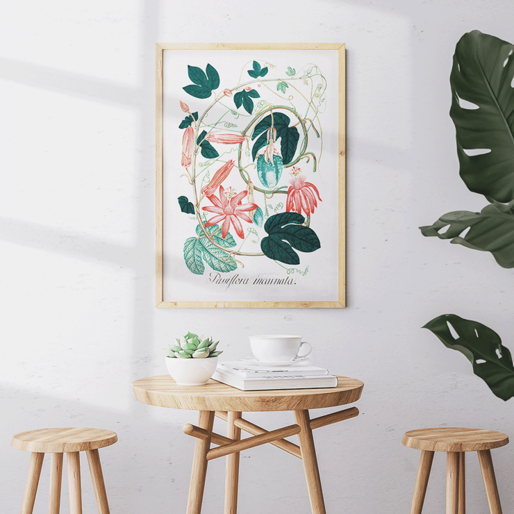 Passiflora Incarnata botanical illustration by artist showing vibrant red and pink flowers with green leaves Poster featuring detailed botanical illustration of Passiflora Incarnata with vibrant green leaves and pink flowers by an unidentified artist