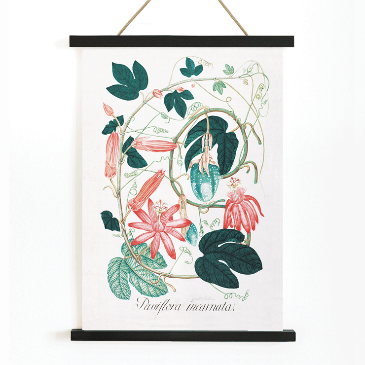 Passiflora Incarnata botanical illustration by artist showing vibrant red and pink flowers with green leaves Poster featuring detailed botanical illustration of Passiflora Incarnata with vibrant green leaves and pink flowers by an unidentified artist