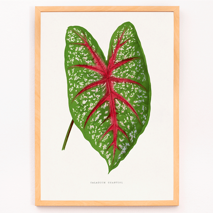 Green Caladium Chantini illustrated by Benjamin Fawsett featuring a vibrant green leaf with red veins Poster of Green Caladium Chantini from Les Plantes à Feuillage Coloré by Benjamin Fawsett featuring a vibrant green leaf with red veins.