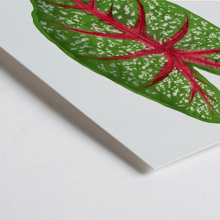 Green Caladium Chantini illustrated by Benjamin Fawsett featuring a vibrant green leaf with red veins Poster of Green Caladium Chantini from Les Plantes à Feuillage Coloré by Benjamin Fawsett featuring a vibrant green leaf with red veins.