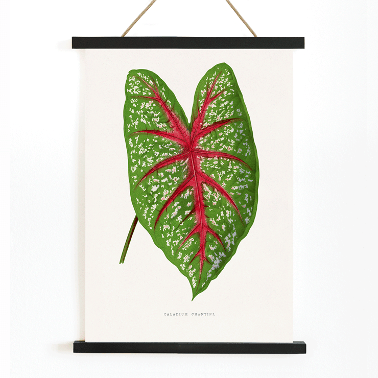 Green Caladium Chantini illustrated by Benjamin Fawsett featuring a vibrant green leaf with red veins Poster of Green Caladium Chantini from Les Plantes à Feuillage Coloré by Benjamin Fawsett featuring a vibrant green leaf with red veins.
