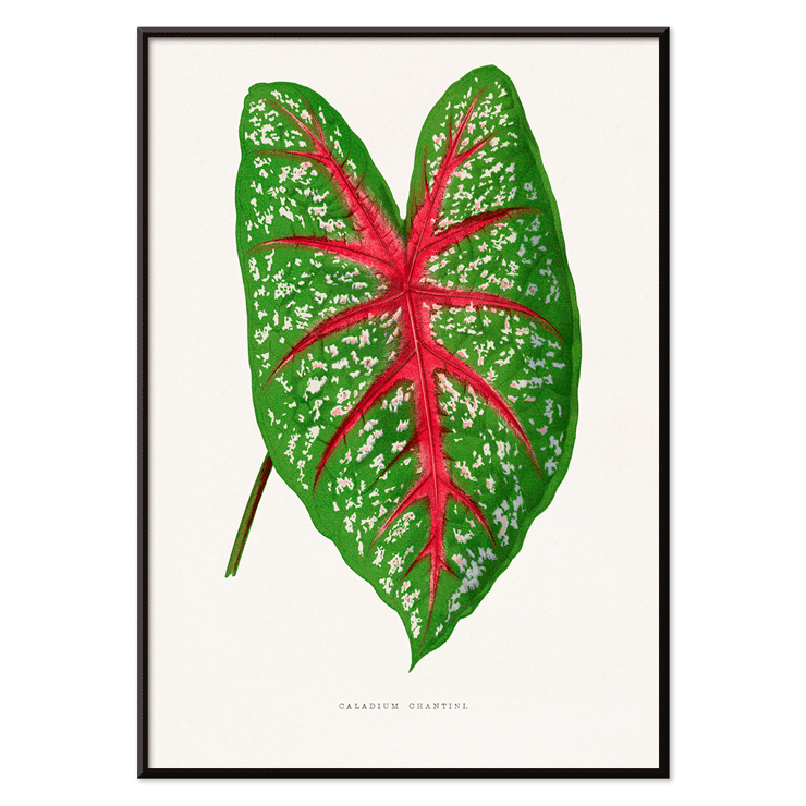 Green Caladium Chantini illustrated by Benjamin Fawsett featuring a vibrant green leaf with red veins Poster of Green Caladium Chantini from Les Plantes à Feuillage Coloré by Benjamin Fawsett featuring a vibrant green leaf with red veins.