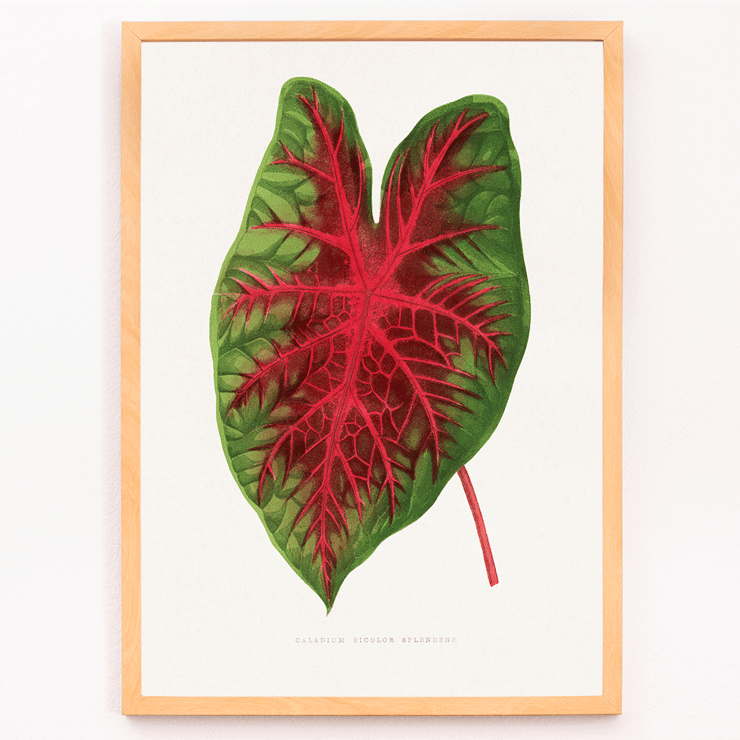 Caladium bicolor illustration by Alexander Francis Lydon from Les Plantes à Feuillage Coloré Poster of a colorful plant leaf illustrated by Alexander Francis Lydon in Caladium bicolor from Les Plantes à Feuillage Coloré