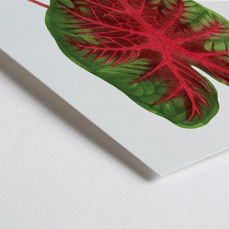 Caladium bicolor illustration by Alexander Francis Lydon from Les Plantes à Feuillage Coloré Poster of a colorful plant leaf illustrated by Alexander Francis Lydon in Caladium bicolor from Les Plantes à Feuillage Coloré