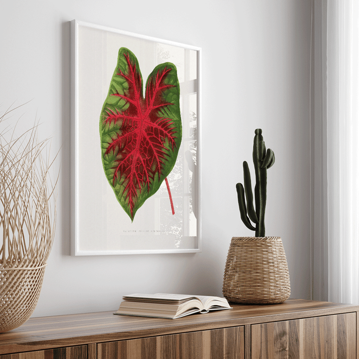 Caladium bicolor illustration by Alexander Francis Lydon from Les Plantes à Feuillage Coloré Poster of a colorful plant leaf illustrated by Alexander Francis Lydon in Caladium bicolor from Les Plantes à Feuillage Coloré