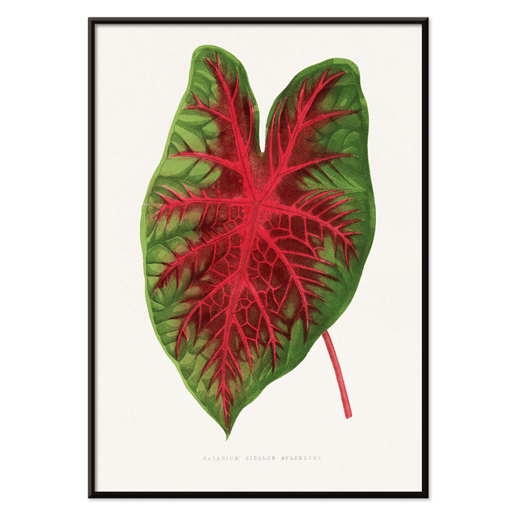 Caladium bicolor illustration by Alexander Francis Lydon from Les Plantes à Feuillage Coloré Poster of a colorful plant leaf illustrated by Alexander Francis Lydon in Caladium bicolor from Les Plantes à Feuillage Coloré