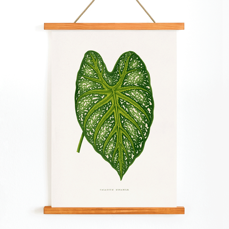 Green Caladium Mirabile detailed botanical illustration by Benjamin Fawsett from Les Plantes à Feuillage Coloré Poster of Green Caladium Mirabile from Les Plantes à Feuillage Coloré by Benjamin Fawsett featuring a detailed botanical illustration.