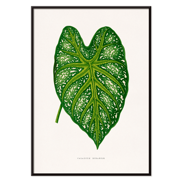 Green Caladium Mirabile detailed botanical illustration by Benjamin Fawsett from Les Plantes à Feuillage Coloré Poster of Green Caladium Mirabile from Les Plantes à Feuillage Coloré by Benjamin Fawsett featuring a detailed botanical illustration.