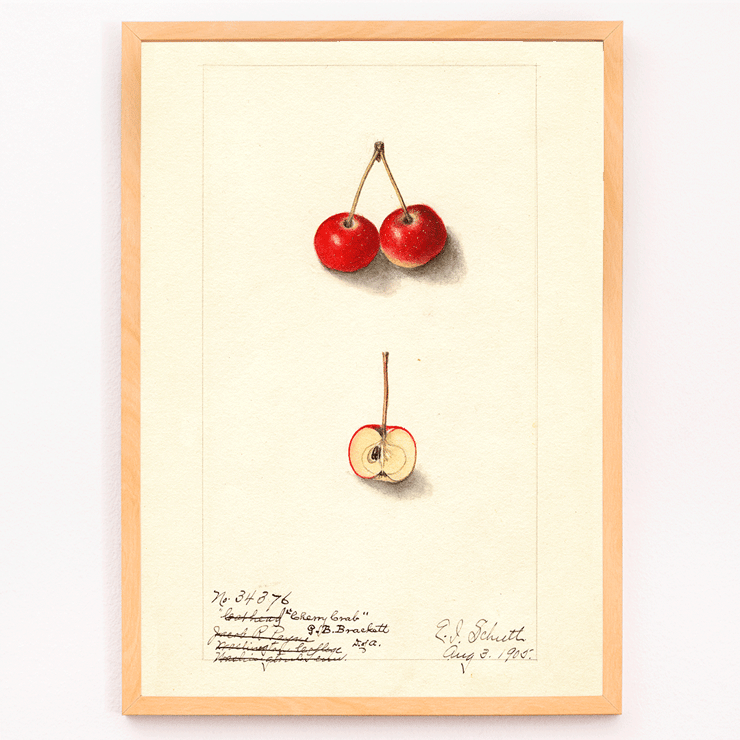 Artwork by Ellen Isham Schutt depicting Malus Cherry Crab with two whole cherries and one sliced in half Poster of Malus: Cherry Crab by Ellen Isham Schutt featuring a watercolor illustration of whole and halved cherries.